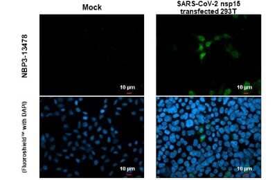 Immunocytochemistry/Immunofluorescence: SARS-CoV-2 nsp15 Antibody [NBP3-13478] - SARS-CoV-2 (COVID-19) nsp15 antibody detects SARS-CoV-2 (COVID-19) nsp15 protein at cytoplasm by immunofluorescent analysis. Sample: Mock and transfected transfected 293T cells were fixed in 4% paraformaldehyde at RT for 15 min. Green: SARS-CoV-2 (COVID-19) nsp15 stained by SARS-CoV-2 (COVID-19) nsp15 antibody (NBP3-13478) diluted at 1:2000.