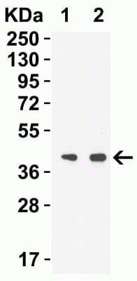 Western Blot: SARS-CoV-2 nsp15 Antibody [NBP3-11932] - Western Blot Validation with SARS-CoV-2 (COVID-19) NSP15 Protein. Loading: 30 ng per lane of SARS-CoV-2 (COVID-19) NSP15 recombinant protein. Antibodies: SARS-CoV-2 nsp15, NBP3-11932, 1h incubation at RT in 5% NFDM/TBST. Secondary: Goat anti-rabbit IgG HRP conjugate at 1:10000 dilution. Lane 1: 0.5 ug/mL and  Lane 2: 1 ug/mL