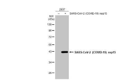 Western Blot: SARS-CoV-2 nsp15 Antibody [NBP3-13477] - Non-transfected (-) and transfected (+) 293T whole cell extracts (30 ug) were separated by 10% SDS-PAGE, and the membrane was blotted with SARS-CoV-2 (COVID-19) nsp15 antibody (NBP3-13477) diluted at 1:5000. The HRP-conjugated anti-rabbit IgG antibody (NBP2-19301) was used to detect the primary antibody.