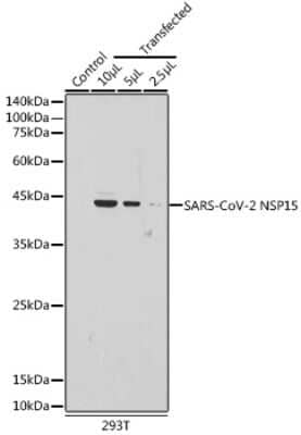 Western Blot: SARS-CoV-2 nsp15 Antibody [NBP3-15992] - Western blot analysis of extracts of normal 293T cells and 293T transfected with NSP15 Protein, using SARS-CoV-2 nsp15 antibody (NBP3-15992) at 1:5000 dilution. Secondary antibody: HRP Goat Anti-Rabbit IgG (H+L) at 1:10000 dilution. Lysates/proteins: 25ug per lane. Blocking buffer: 3% nonfat dry milk in TBST. Detection: ECL Basic Kit. Exposure time: 30s.