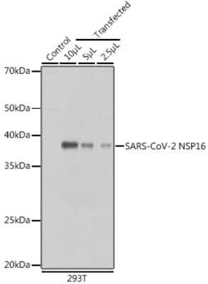 Western Blot: SARS-CoV-2 nsp16 Antibody [NBP3-15993] - Western blot analysis of extracts of normal 293T cells and 293T transfected with NSP16 Protein, using SARS-CoV-2 nsp16 antibody (NBP3-15993) at 1:5000 dilution. Secondary antibody: HRP Goat Anti-Rabbit IgG (H+L) at 1:10000 dilution. Lysates/proteins: 25ug per lane. Blocking buffer: 3% nonfat dry milk in TBST. Detection: ECL Basic Kit. Exposure time: 1s.