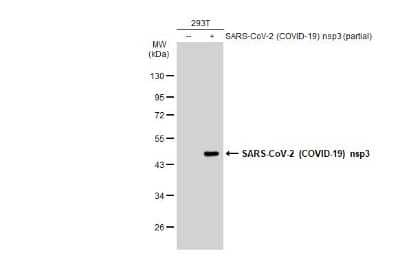 Western Blot SARS-CoV-2 nsp3 Antibody - BSA Free