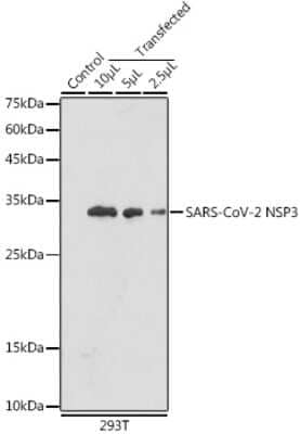 Western Blot: SARS-CoV-2 nsp3 Antibody [NBP3-15986] - Western blot analysis of extracts of normal 293T cells 293T transfected with NSP3 Protein, using SARS-CoV-2 nsp3 antibody (NBP3-15986) at 1:5000 dilution. Secondary antibody: HRP Goat Anti-Rabbit IgG (H+L) at 1:10000 dilution. Lysates/proteins: 25ug per lane. Blocking buffer: 3% nonfat dry milk in TBST. Detection: ECL Basic Kit. Exposure time: 30s.