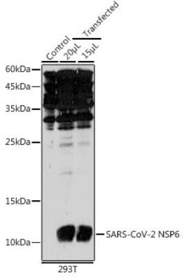 Western Blot: SARS-CoV-2 nsp6 Antibody [NBP3-16000] - Analysis of extracts of normal 293T cells and 293T transfected with NSP6 Protein, using SARS-CoV-2 nsp6 antibody (NBP3-16000) at 1:1000 dilution. Secondary antibody: HRP Goat Anti-Rabbit IgG (H+L) at 1:10000 dilution. Lysates/proteins: 25ug per lane. Blocking buffer: 3% nonfat dry milk in TBST. Detection: ECL Basic Kit. Exposure time: 180s.