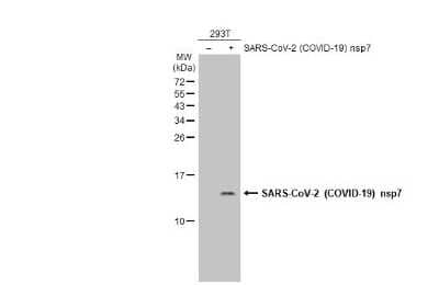 Western Blot: SARS-CoV-2 nsp7 Antibody [NBP3-13470] - Non-transfected (-) and transfected (+) 293T whole cell extracts (30 ug) were separated by 15% SDS-PAGE, and the membrane was blotted with SARS-CoV-2 (COVID-19) nsp7 antibody (NBP3-13470) diluted at 1:1000. The HRP-conjugated anti-rabbit IgG antibody (NBP2-19301) was used to detect the primary antibody.