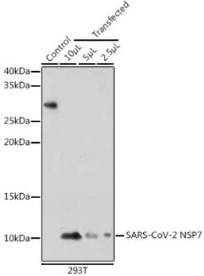 Western Blot: SARS-CoV-2 nsp7 Antibody [NBP3-15979] - Western blot analysis of extracts of normal 293T cells 293T transfected with NSP7 Protein, using SARS-CoV-2 nsp7 antibody (NBP3-15979) at 1:1000 dilution. Secondary antibody: HRP Goat Anti-Rabbit IgG (H+L) at 1:10000 dilution. Lysates/proteins: 25ug per lane. Blocking buffer: 3% nonfat dry milk in TBST. Detection: ECL Basic Kit. Exposure time: 30s.