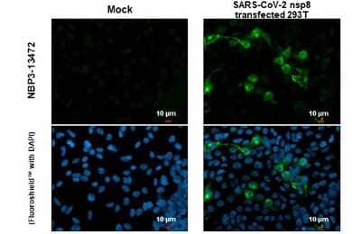 Immunocytochemistry/Immunofluorescence: SARS-CoV-2 nsp8 Antibody [NBP3-13472] - SARS-CoV-2 (COVID-19) nsp8 antibody detects SARS-CoV-2 (COVID-19) nsp8 protein at cytoplasm by immunofluorescent analysis. Sample: Mock and transfected transfected 293T cells were fixed in 4% paraformaldehyde at RT for 15 min. Green: SARS-CoV-2 (COVID-19) nsp8 stained by SARS-CoV-2 (COVID-19) nsp8 antibody (NBP3-13472) diluted at 1:2000.