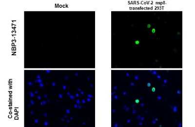 Immunohistochemistry-Paraffin: SARS-CoV-2 nsp8 Antibody [NBP3-13471] - SARS-CoV-2 (COVID-19) nsp8 antibody detects SARS-CoV-2 (COVID-19) nsp8 protein at cytoplasm by immunohistochemical analysis. Sample: Mock and SARS-CoV-2 (COVID-19) nsp8 transfected 293T cell FFPE Cell Pellet Block. Green: SARS-CoV-2 (COVID-19) nsp8 stained by SARS-CoV-2 (COVID-19) nsp8 antibody (NBP3-13471) diluted at 1:1000. Blue: Fluoroshield with DAPI. Antigen Retrieval: Citrate buffer, pH 6.0, 15 min
