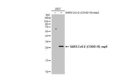 Western Blot SARS-CoV-2 nsp8 Antibody - BSA Free