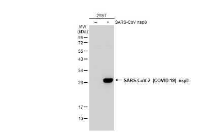 Western Blot: SARS-CoV-2 nsp8 Antibody [NBP3-13472] - Non-transfected (-) and transfected (+) 293T whole cell extracts (30 ug) were separated by 12% SDS-PAGE, and the membrane was blotted with SARS-CoV-2 (COVID-19) nsp8 antibody (NBP3-13472) diluted at 1:5000. The HRP-conjugated anti-rabbit IgG antibody (NBP2-19301) was used to detect the primary antibody.