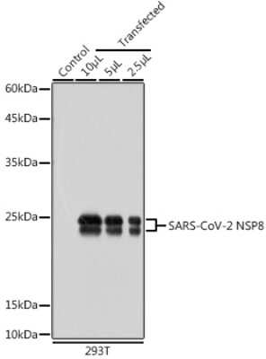 Western Blot: SARS-CoV-2 nsp8 Antibody [NBP3-15980] - Western blot analysis of extracts of normal 293T cells and 293T transfected with NSP8 Protein, using SARS-CoV-2 nsp8 antibody (NBP3-15980) at 1:10000 dilution. Secondary antibody: HRP Goat Anti-Rabbit IgG (H+L) at 1:10000 dilution. Lysates/proteins: 25ug per lane. Blocking buffer: 3% nonfat dry milk in TBST. Detection: ECL Basic Kit. Exposure time: 1s.