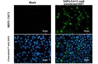 Immunocytochemistry/Immunofluorescence: SARS-CoV-2 nsp9 Antibody [NBP3-13473] - SARS-CoV-2 (COVID-19) nsp9 antibody detects SARS-CoV-2 (COVID-19) nsp9 protein at cytoplasm by immunofluorescent analysis. Sample: Mock and transfected transfected 293T cells were fixed in 4% paraformaldehyde at RT for 15 min. Green: SARS-CoV-2 (COVID-19) nsp9 stained by SARS-CoV-2 (COVID-19) nsp9 antibody (NBP3-13473) diluted at 1:2000.