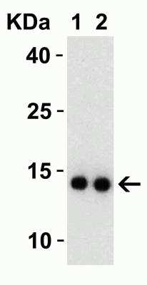 Western Blot: SARS-CoV-2 nsp9 Antibody [NBP3-07045] - Western Blot Validation with SARS-CoV-2 nsp9 Protein. Loading: 30 ng per lane of SARS-CoV-2 nsp9 recombinant protein. Antibodies: SARS-CoV-2 nsp9 (NBP3-07045) 1h incubation at RT in 5% NFDM/TBST. Secondary: Goat anti-rabbit IgG HRP conjugate at 1:10000 dilution. Lane 1: 0.5 ug/ml and  Lane 2: 1 ug/ml 