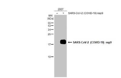 Western Blot: SARS-CoV-2 nsp9 Antibody [NBP3-13473] - Non-transfected (-) and transfected (+) 293T whole cell extracts (30 ug) were separated by 15% SDS-PAGE, and the membrane was blotted with SARS-CoV-2 (COVID-19) nsp9 antibody (NBP3-13473) diluted at 1:5000. The HRP-conjugated anti-rabbit IgG antibody (NBP2-19301) was used to detect the primary antibody.