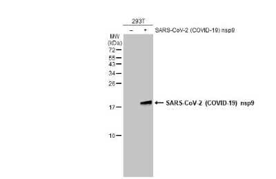 Western Blot: SARS-CoV-2 nsp9 Antibody [NBP3-13474] - Non-transfected (-) and transfected (+) 293T whole cell extracts (30 ug) were separated by 15% SDS-PAGE, and the membrane was blotted with SARS-CoV-2 (COVID-19) nsp9 antibody (NBP3-13474) diluted at 1:5000. The HRP-conjugated anti-rabbit IgG antibody (NBP2-19301) was used to detect the primary antibody.