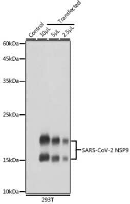 Western Blot: SARS-CoV-2 nsp9 Antibody [NBP3-15996] - Western blot analysis of extracts of normal 293T cells and 293T transfected with NSP9 Protein, using SARS-CoV-2 nsp9 antibody (NBP3-15996) at 1:5000 dilution. Secondary antibody: HRP Goat Anti-Rabbit IgG (H+L) at 1:10000 dilution. Lysates/proteins: 25ug per lane. Blocking buffer: 3% nonfat dry milk in TBST. Detection: ECL Basic Kit. Exposure time: 1s.