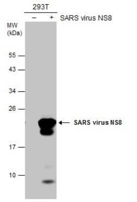 Western Blot: SARS-CoV NSP8 Antibody (5A10) [NBP3-13528] - Non-transfected (-) and transfected (+) 293T whole cell extracts (30 ug) were separated by 12% SDS-PAGE, and the membrane was blotted with SARS-CoV / SARS-CoV-2 (COVID-19) NSP8 antibody [5A10] (NBP3-13528) diluted at 1:5000.