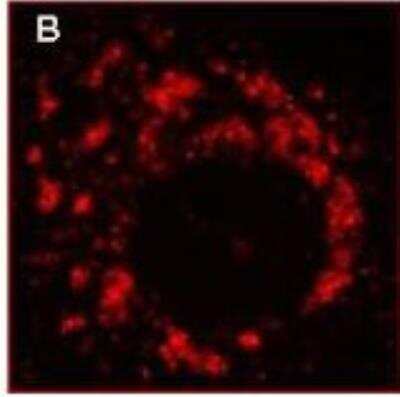 Immunocytochemistry/Immunofluorescence: SARS-CoV NSP8 Antibody [NBP2-89180] - Microscopy using anti-nsp8 6-h post infection of Vero-E6 cells (Panel B). For detection Cy3 conjugated Goat-anti-Rabbit IgG was used.