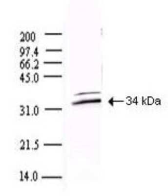 Western Blot: SARS-CoV 3CL Protease Antibody [NBP1-78110] - Shows detection of a 34-kDa band corresponding to the protein. Approx. 100 ug of protein was loaded for SDS-PAGE and transferred onto nitrocellulose. The blot was incubated with a 1:5,000 dilution of the antibody at room temperature for 1 h followed by detection using IRDye (TM) 800 labeled Goat-a-Rabbit IgG [H&L] diluted 1:10,000.