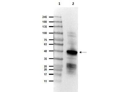 Western Blot: SARS Nucleocapsid Protein Antibody [NBP2-44205] - Western Blot of Rabbit Anti-SARS CoV Nucleocapsid (N) Protein Antibody. Lane 1: Opal Prestained Molecular Weight Marker. Lane 2: SARS CoV Nucleocapsid (N) Protein [20 ng]. Primary Antibody: Anti-SARS CoV Nucleocapsid (N) Protein Antibody at 1.0 ug/mL overnight at 2-8 degrees C. Secondary Antibody: Goat Anti-Rabbit IgG HRP at 1:40000 for 30 mins at RT. Predicted MW: ~46 kDa. Observed MW: ~48 kDa.