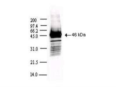 Western Blot: SARS Nucleocapsid Protein Antibody [NBP2-44205] - Western blot using Protein A Purified anti-SARS CoV Nucleocapsid (N) protein antibody shows detection of a 46 kDa band corresponding to the protein. Approx. 100 ng of protein was loaded for SDS-PAGE and transferred onto nitrocellulose. The blot was incubated with a 1:5,000 dilution of the antibody at room temperature for 1 h followed by detection using IRDy(TM) 800 labeled Goat-a-Rabbit IgG [H&L] (611-132-122) diluted 1:10,000. The fluorescence image was captured using the Odyssey(R) Infrared Imaging System developed by LI-COR. IRDye is a trademark of LI-COR, Inc. Other detection systems will yield similar results.