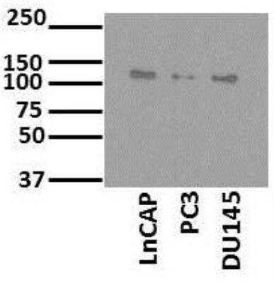 Western Blot SART1 Antibody - BSA Free