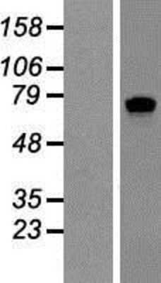 Western Blot: SART1 Overexpression Lysate (Adult Normal) [NBP2-07786] Left-Empty vector transfected control cell lysate (HEK293 cell lysate); Right -Over-expression Lysate for SART1.