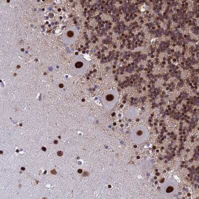 Immunohistochemistry-Paraffin: SART3 Antibody [NBP2-13281] - Staining of human cerebellum shows strong nuclear positivity in Purkinje cells.