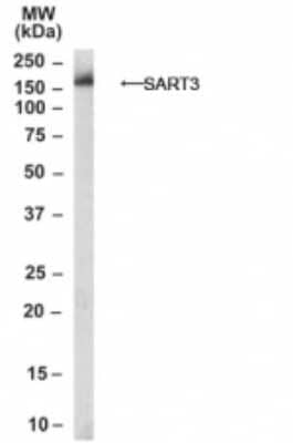 Western Blot: SART3 Antibody [NB100-1893] - (1ug/ml) analysis of Daudi lysate (RIPA buffer, 30ug total protein per lane). Primary incubated for 1 hour. Detected by western blot using chemiluminescence.