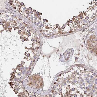 Immunohistochemistry-Paraffin: SAT1 Antibody [NBP2-37947] - Staining of human testis shows distinct cytoplasmic positivity in cells in seminiferous ducts.