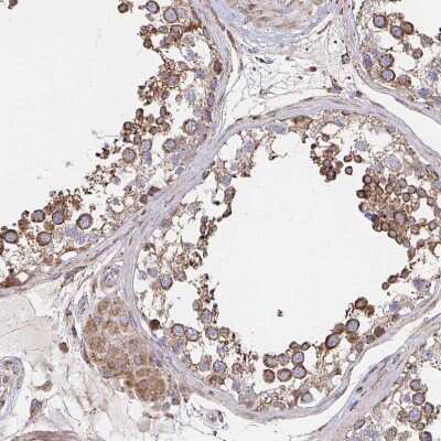 Immunohistochemistry-Paraffin: SAT1 Antibody [NBP2-37947] - Staining of human testis shows moderate to strong cytoplasmic positivity in cells in seminiferous ducts.