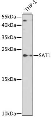 Western Blot: SAT1 Antibody [NBP2-93325] - Analysis of extracts of THP-1 cells, using SAT1 at 1:500 dilution.Secondary antibody: HRP Goat Anti-Rabbit IgG (H+L) at 1:10000 dilution.Lysates/proteins: 25ug per lane.Blocking buffer: 3% nonfat dry milk in TBST.Detection: ECL Basic Kit .Exposure time: 90s.