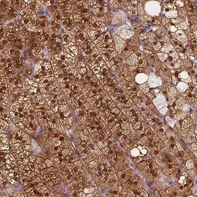 Immunohistochemistry-Paraffin: SAT2 Antibody [NBP1-80722] - Staining of human adrenal gland shows high expression.