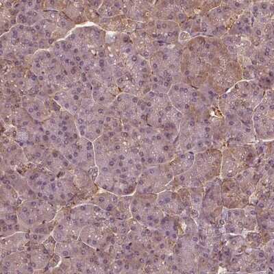 Immunohistochemistry-Paraffin: SAT2 Antibody [NBP1-80722] - Staining of human pancreas shows low expression as expected.