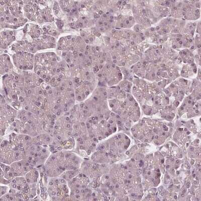 Immunohistochemistry-Paraffin: SAT2 Antibody [NBP2-49244] - Staining of human pancreas shows low expression as expected.