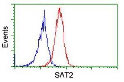 Flow Cytometry: SAT2 Antibody (OTI1C9) - Azide and BSA Free [NBP2-73990] - Analysis of Jurkat cells, using anti-SAT2 antibody, (Red), compared to a nonspecific negative control antibody (Blue).