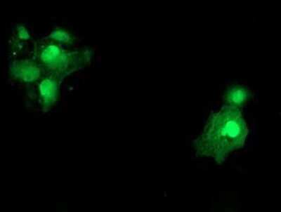 Immunocytochemistry/Immunofluorescence: SAT2 Antibody (OTI1C9) - Azide and BSA Free [NBP2-73990] - Staining of COS7 cells transiently transfected by pCMV6-ENTRY SAT2.