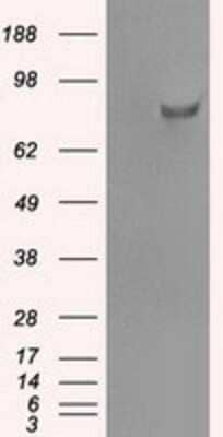 Western Blot: SATB1 Antibody (13D6) [NBP1-47950] - HEK293T cells were transfected with the pCMV6-ENTRY control (Left lane) or pCMV6-ENTRY SATB1 (Right lane) cDNA for 48 hrs and lysed. Equivalent amounts of cell lysates (5 ug per lane) were separated by SDS-PAGE and immunoblotted with anti-SATB1.