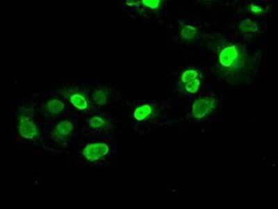 Immunocytochemistry/Immunofluorescence: SATB1 Antibody (OTI13D6) - Azide and BSA Free [NBP2-73991] - Staining of COS7 cells transiently transfected by pCMV6-ENTRY SATB1.