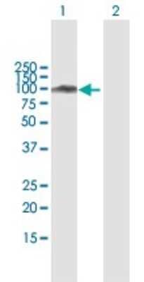 Western Blot: SATB1 Antibody [H00006304-B01P] - Analysis of SATB1 expression in transfected 293T cell line by SATB1 polyclonal antibody.  Lane 1: SATB1 transfected lysate(83.93 KDa). Lane 2: Non-transfected lysate.