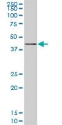 Western Blot: SAV1 Antibody (3B2) [H00060485-M02] - SAV1 monoclonal antibody (M02), clone 3B2. Analysis of SAV1 expression in HepG2.