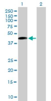 Western Blot: SAV1 Antibody [H00060485-B01P] - Analysis of SAV1 expression in transfected 293T cell line by SAV1 polyclonal antibody.  Lane 1: SAV1 transfected lysate(42.13 KDa). Lane 2: Non-transfected lysate.