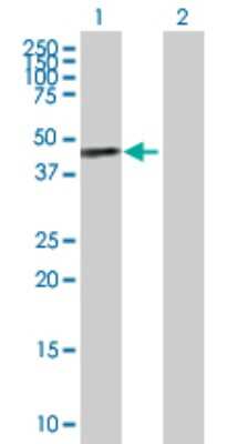 Western Blot: SAV1 Antibody [H00060485-D01P] - Analysis of SAV1 expression in transfected 293T cell line by SAV1 polyclonal antibody.Lane 1: SAV1 transfected lysate(44.60 KDa).Lane 2: Non-transfected lysate.
