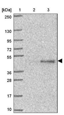 Western Blot: SAV1 Antibody [NBP2-13282] - Lane 1: Marker [kDa] 250, 130, 95, 72, 55, 36, 28, 17, 10Lane 2: Human cell line RT-4Lane 3: Human cell line U-251MG sp