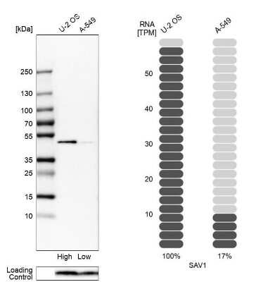 Western Blot: SAV1 Antibody [NBP2-13282] - Analysis in human cell lines U2OS and A-549 using anti-SAV1 antibody. Corresponding SAV1 RNA-seq data are presented for the same cell lines. Loading control: anti-COX4I1.