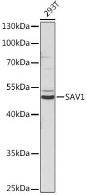 Western Blot: SAV1 Antibody [NBP3-15584] - Western blot analysis of extracts of 293T cells, using [KO Validated] SAV1 Rabbit pAb (NBP3-15584) at 1:1000 dilution. Secondary antibody: HRP Goat Anti-Rabbit IgG (H+L) at 1:10000 dilution. Lysates/proteins: 25ug per lane. Blocking buffer: 3% nonfat dry milk in TBST. Detection: ECL Basic Kit. Exposure time: 90s.