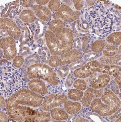 Immunohistochemistry-Paraffin: SBNO2 Antibody [NBP2-14513] - Staining of human kidney shows moderate cytoplasmic positivity in cells in tubules.