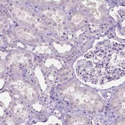 Immunohistochemistry-Paraffin: SBSN Antibody [NBP2-49369] - Staining of human kidney shows low expression as expected.