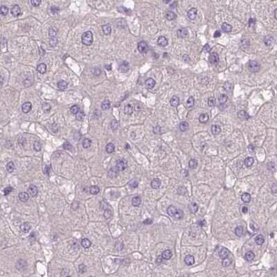 Immunohistochemistry-Paraffin: SBSN Antibody [NBP2-49369] - Staining of human liver.