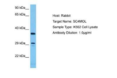 Western Blot: SC4MOL Antibody [NBP2-85690] - Host: Rabbit. Target Name: SC4MOL. Sample Tissue: Human K562 Whole Cell lysates. Antibody Dilution: 1ug/ml